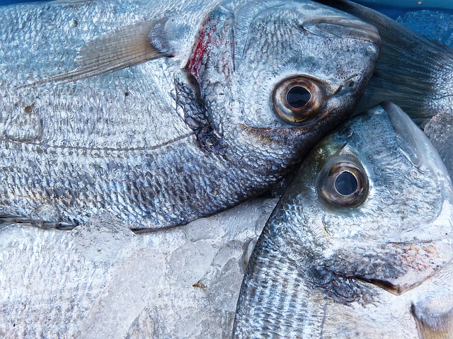 pesce-alimenti-vietati-gravidanza