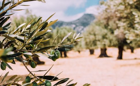 le olive servono per il colesterolo