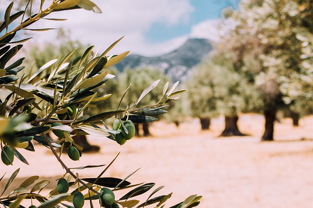 le olive servono per il colesterolo
